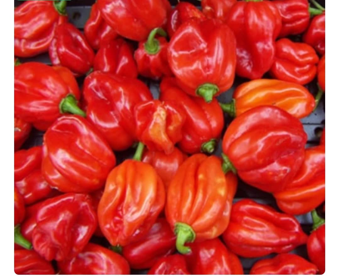 Fresh Pepper