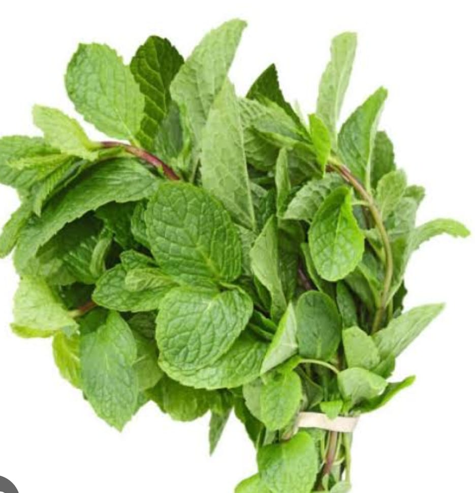 Scent Leaf