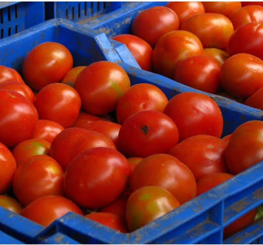 Tomatoes