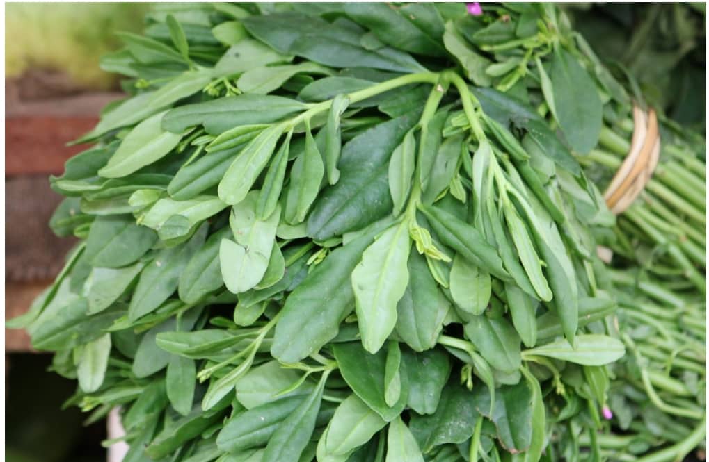 Waterleaf