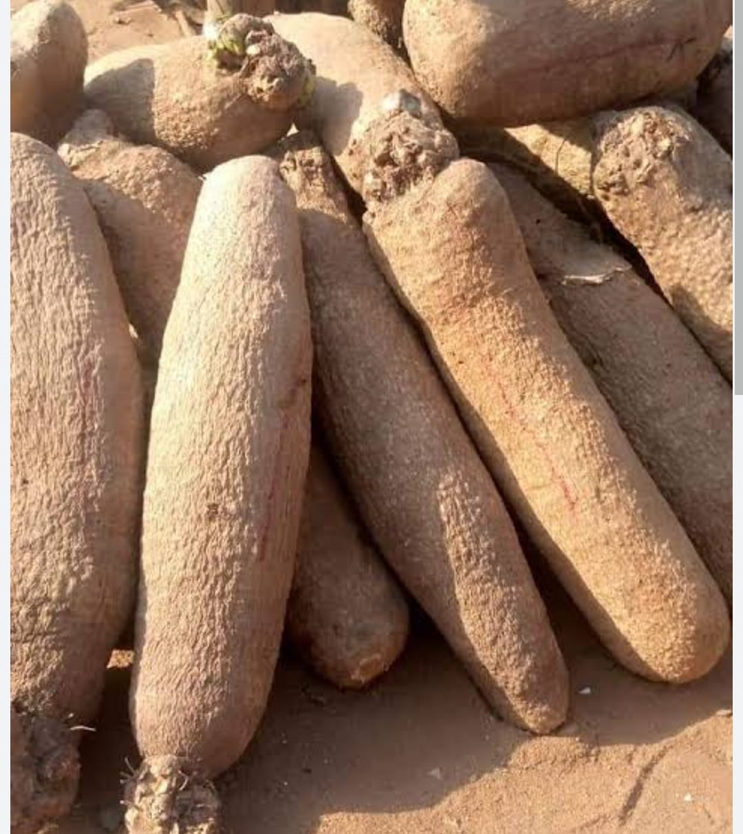 White Yam